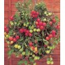 VEGTOMATOTUMBLINTOMREDLARGE