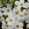 BEDDSUMM Bacopa MegaCopa Versa White