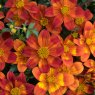 BEDDSUMMBidens Bee Happy Red  02