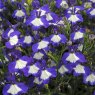 BEDDSUMMLobelia_Waterfall_Blue_Ice_Bloom_1