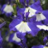 BEDDSUMMLobelia_Waterfall_Blue_Ice_Bloom_2