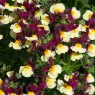 Nemesia Aroma 'Heart Of Gold'   9cm/10cm