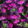 Nemesia 'Lady Lisa'   9cm/10cm