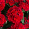 Verbena Showboat 'Dark Red'   9cm/10cm