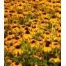 Rudbeckia fulgida var.sullivantii 'Goldsturm'  2L
