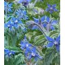 HERB Borage - Blue  8.5cm/9cm