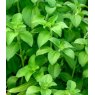 HERB Stevia Rebaundiana  9cm