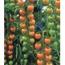 Tomato 'Sungold'   8.5cm/9cm