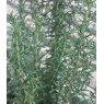 HERB Rosemary - 'Barbeque'   9cm