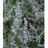 HERB Rosemary - 'Blue Winter'  9cm