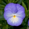 ALP_Viola Susie 01
