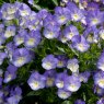 ALP_Viola Suzie 02