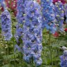 PER_Delphinium Magic Fountains Sky Blue with White Bee 01