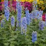 PER_Delphinium Magic Fountains Sky Blue with White Bee 02