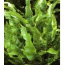 HARDY FERN Asplenium scolopendrium   2L