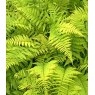 HARDY FERN Athyrium filix-femina  2L