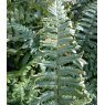 HARDY FERN Dryopteris affinis 'Cristata'   2L