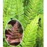 HARDY FERN Dryopteris erythrosora   2L