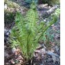 HARDY FERN Matteuccia struthiopteris   2L