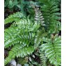 HARDY FERN Polystichum polyblepharum   2L