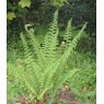 HARDY FERN Polystichum setiferum   2L