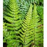 HARDY FERN Polystichum tsussimense   2L