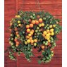 Tomato 'Tumbling Tom Yellow'   8.5cm/9cm