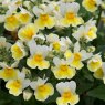 Nemesia Aroma 'Banana Split'   9cm/10cm