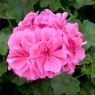 BEDDSUMMGeranium Semi Double Sunflair Linda Pink 01