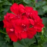 BEDDSUMMGeranium Semi Double Sunflair Paula Red 01