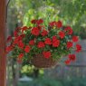 BEDDSUMMGeranium Semi Double Sunflair Ruben Dark Red 02