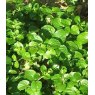 HERB Mint - Indian  8.5cm/9cm