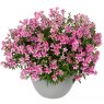 BEDDSUMMAntirrhinum majus Antirinca Rose 02 FL