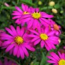 Brachyscome 'Magenta Delight'   9cm/10cm