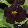 BEDDSUMMCalibrachoa Can Can Black Cherry 01