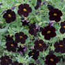 BEDDSUMMCalibrachoa Can Can Black Cherry 02