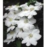 Clematis 'Marie Boisselot'  2.5L/3L
