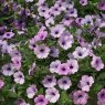 BEDDSUMMPetunia Lavender Sky 02