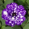 Petunia 'Night Sky'   9cm/10cm