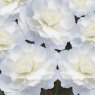 Begonia Mocca 'White'   10cm/11cm