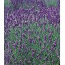 HERB Lavender - 'Hidcote'  8.5/9cm