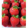 Strawberry 'Albion'   8.5cm/9cm