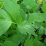 HERB Lovage  9cm HERB Lovage  9cm