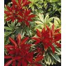 Pieris 'Flaming Silver'   3L