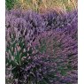 HERB Lavender - 'Grosso'  9cm