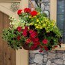 Hanging Basket 'Brilliant Bling'   30cm
