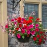 Hanging Basket 'Lipstick'   30cm