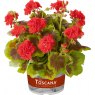 BEDD_Geranium Pelgardini Occold Shield 02 FL
