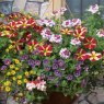 Hanging Basket 'Multicolour Mix'   30cm