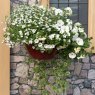 Hanging Basket 'Effortless Chic'   30cm